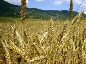 Поле пшеницы, фото http://www.agro.ru Поле пшеницы, фото http://www.agro.ru